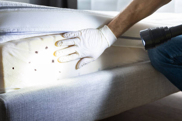 Best Wasp Removal Services  in Kenai, AK
